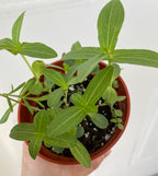 Pedir 50 semillas de Zinnia "Lovely Giant Salmon Rose"