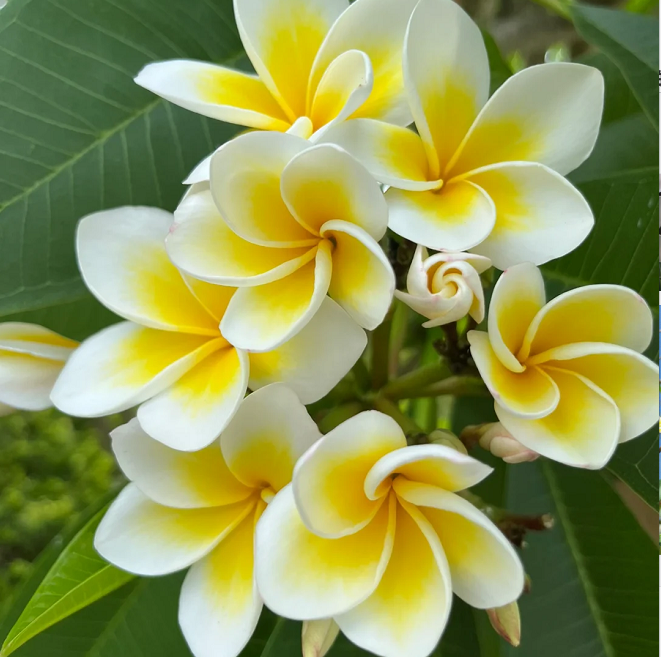 💛 ¡Semillas de Plumeria en oferta por tiempo limitado! Crea tu jardín de verano