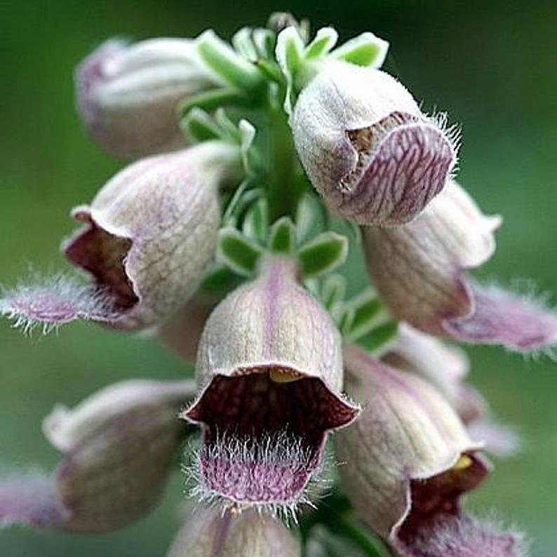 DIGITAL Dedalera Zorro Óxido Semillas Amarillas Herald de Colibrí Digitalis Ferruginea