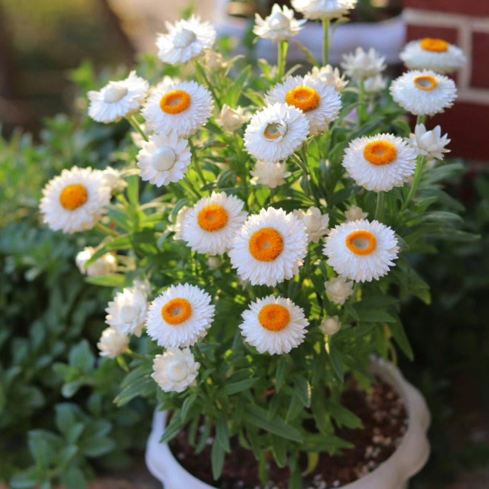 Semillas de Siempreviva Australiana Xerochrysum Bracteatum