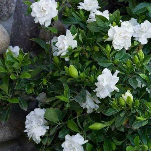 Double Jasmine Seeds