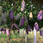 Semillas de Stauntonia Latifolia - Alimento Ecológico