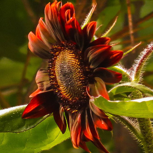 Girasol, Chianti Hybrid
