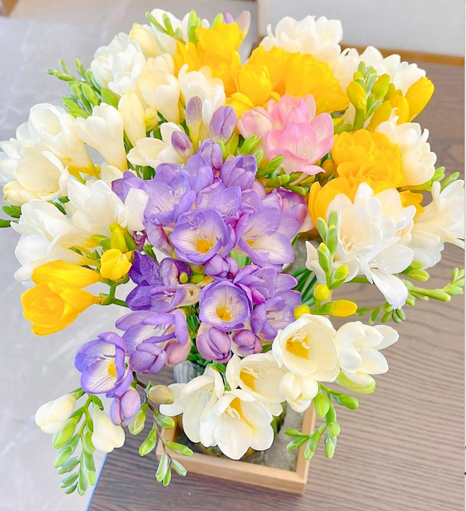 💐Bulbos de Fresia - La Felicidad Llega