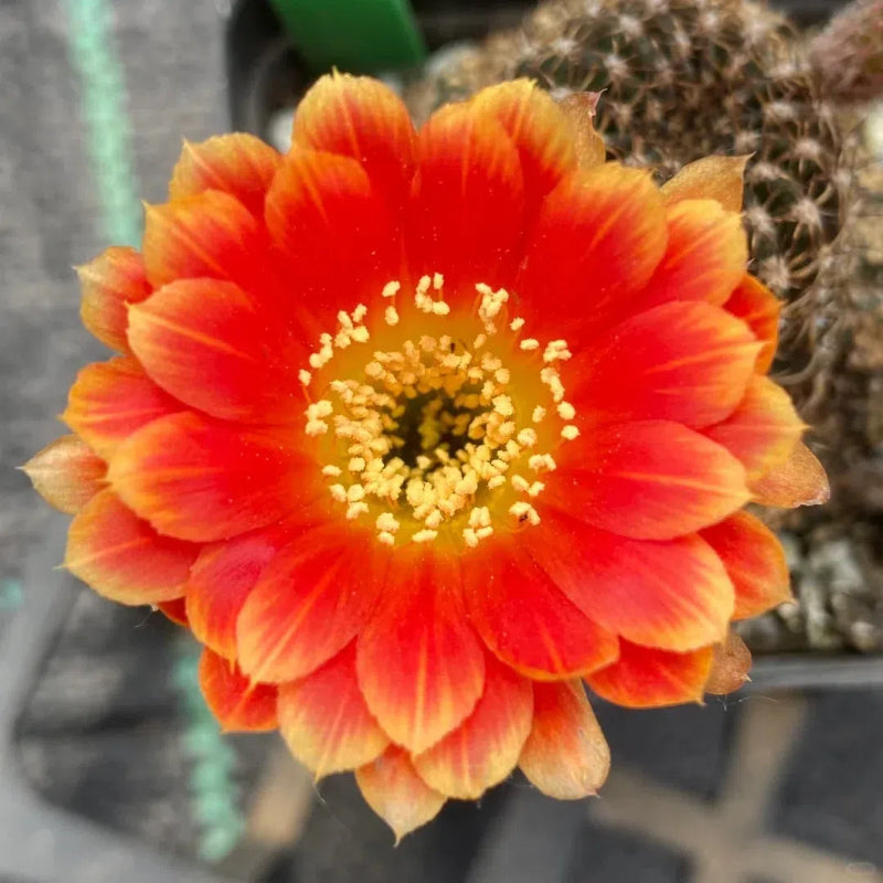 Mezcla de especies de cactus Echinopsis en floración 🌵🌸