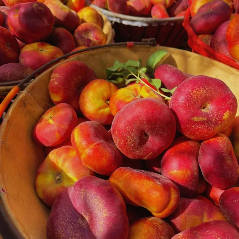 Semillas planas de nectarina
