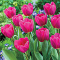 Semillas de Tulipán Bonsái de Color Raro #12