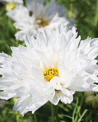Snow Puff