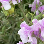 SEMILLA DE GUISANTE DE OLOR ESCARCHA DE LAVANDA