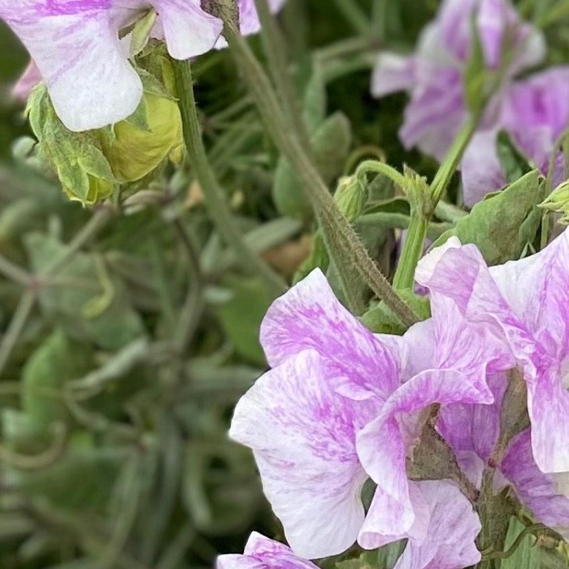 SEMILLA DE GUISANTE DE OLOR ESCARCHA DE LAVANDA