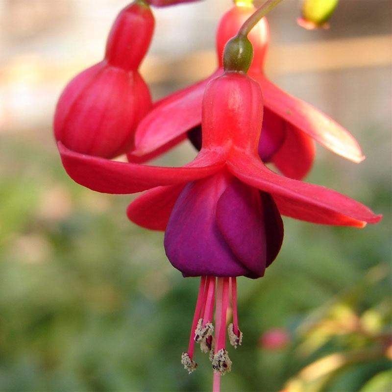 Semillas de flores de fucsia, semillas de flores de linterna, semillas de flores bonsái