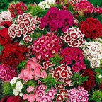 Semillas Mixtas Dianthus Corona