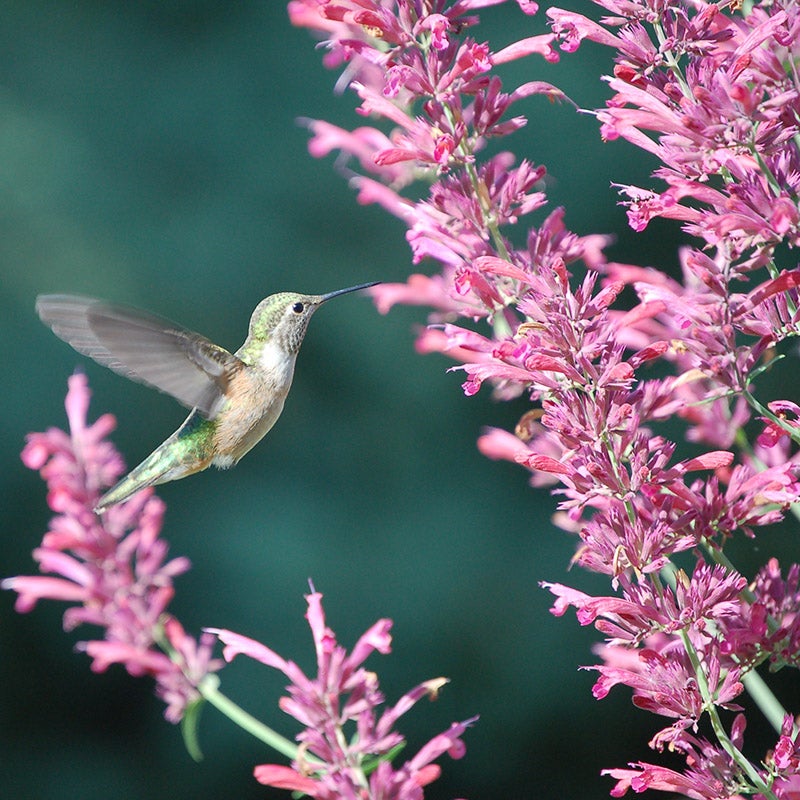 Autumn Magic Pollinator Collection