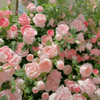 Promoción de primavera 49% DE DESCUENTO - 🌱Semillas de rosal trepador