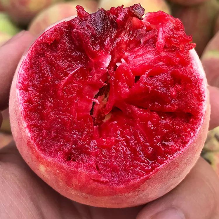 Semillas de melocotón de sangre