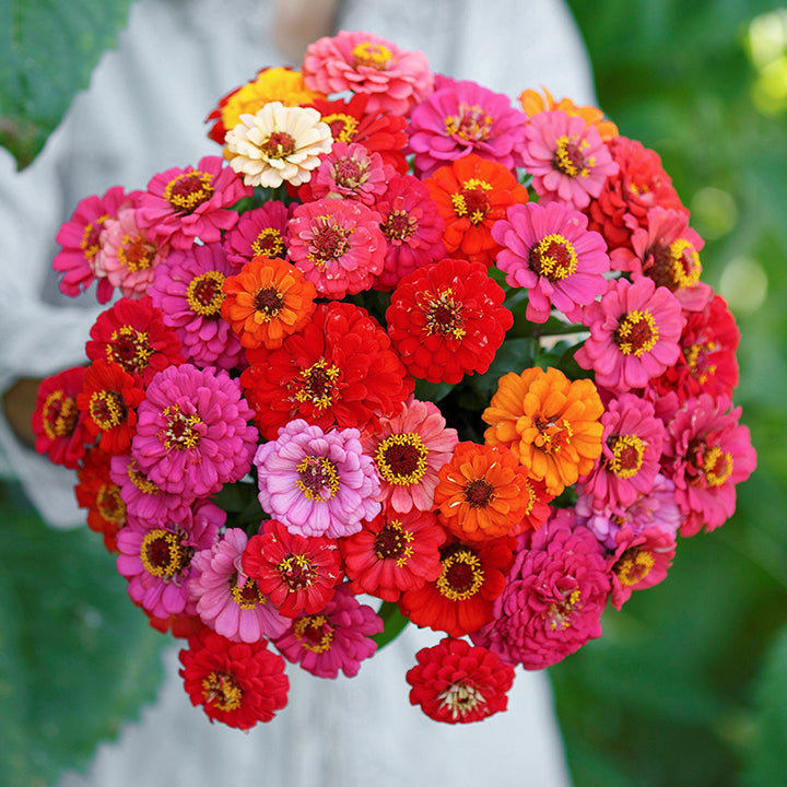 🌺Semillas de Zinnia Doble Enana