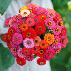 🌺Semillas de Zinnia Doble Enana