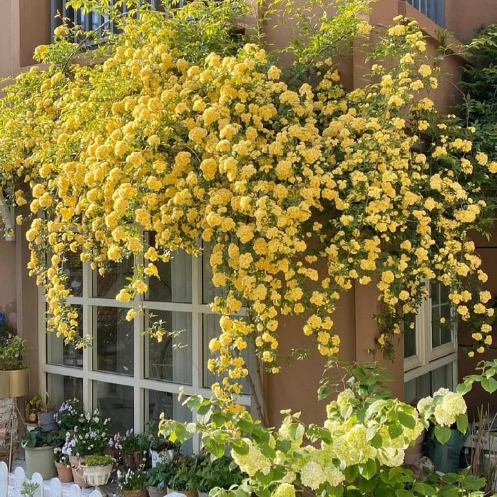 Semillas de Flores Mixtas para Trepar - Más de 30 variedades mezcladas