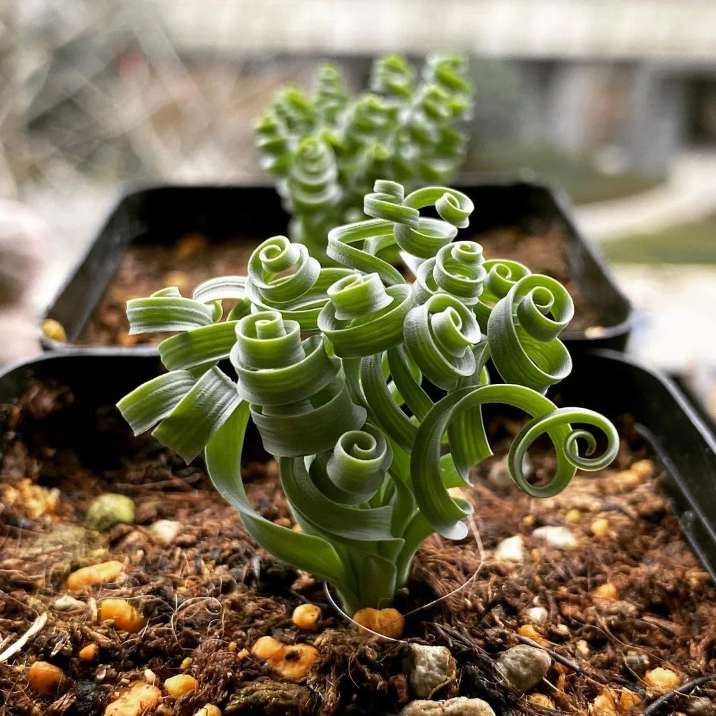 🌿Hierba Espiral - Curva y Bonita