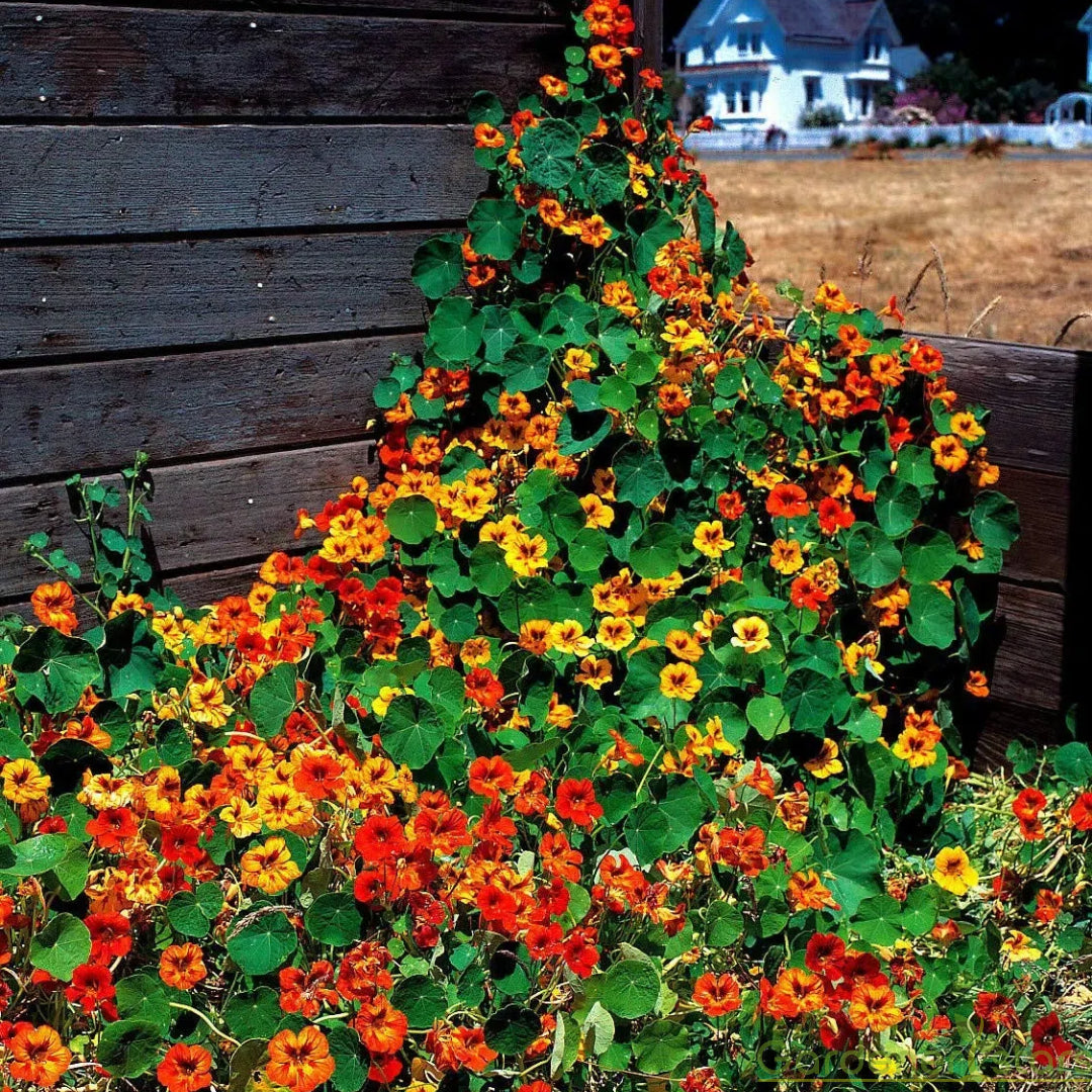 Nasturtium Seeds