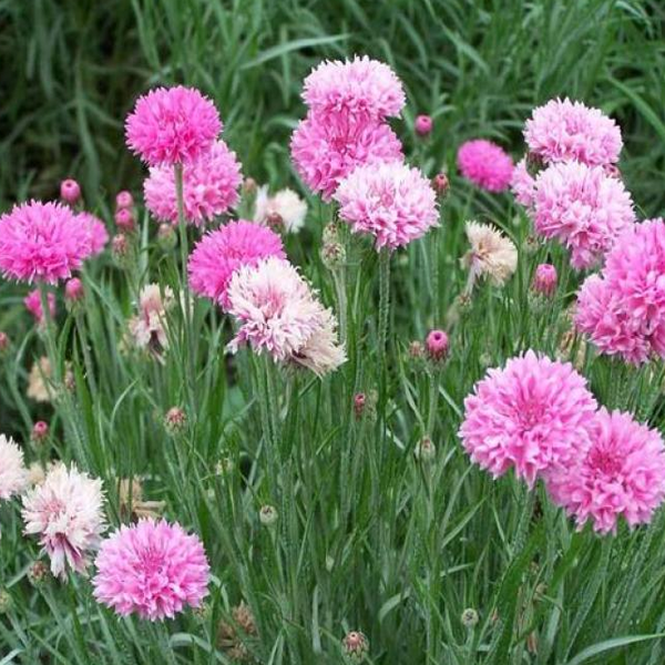 Semillas de flor de Centaurea cyanus rosa