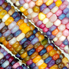 Semillas de maíz gema de cristal arcoíris