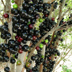 Jabuticaba-Plinia cauliflora-Semillas de uva de árbol