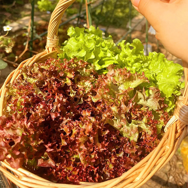Semillas de lechuga orgánica