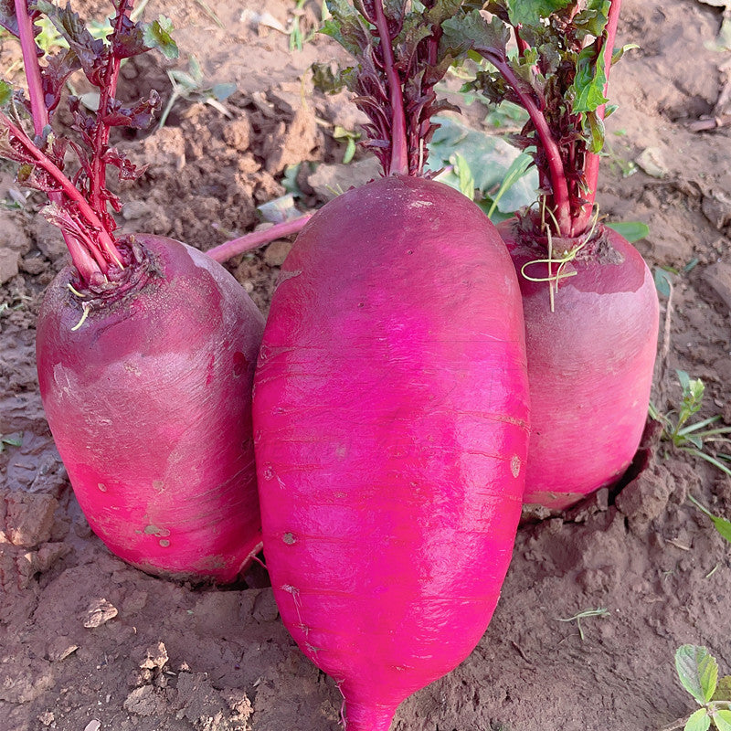 Semillas de rábano de piña🥕