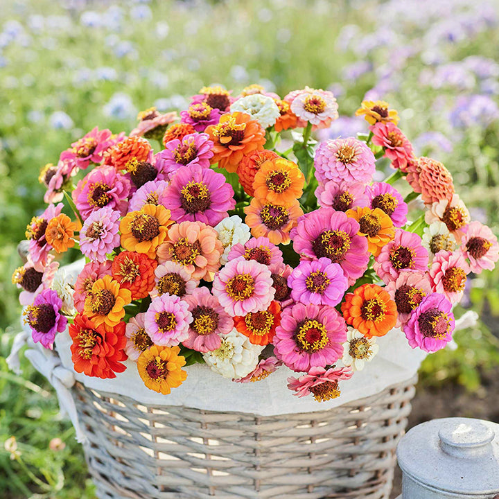 🌺Semillas de Zinnia Doble Enana