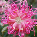 FLOR DE ARAÑA ROSA - GREVILLEA SP. - SEMILLAS DE 'PLANTAS' RARAS