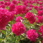 🌺Peonia - El amor te rodea
