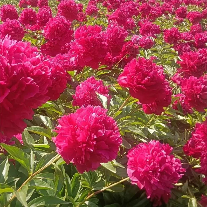 🌺Peonia - El amor te rodea