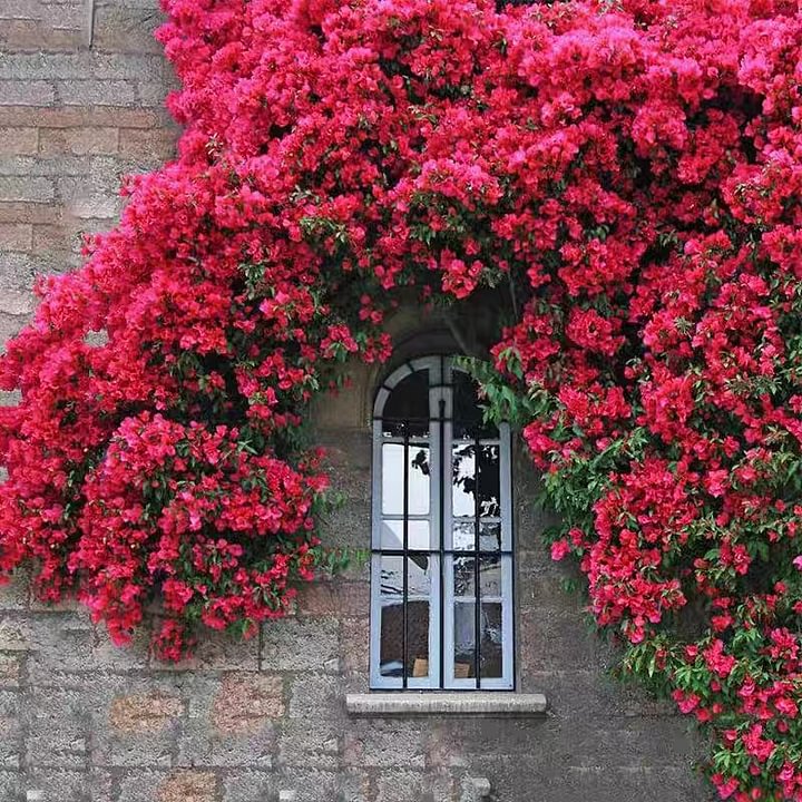 Semillas de Flores Mixtas para Trepar - Más de 30 variedades mezcladas