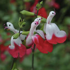 Salvia microphylla 'Hot Lips'