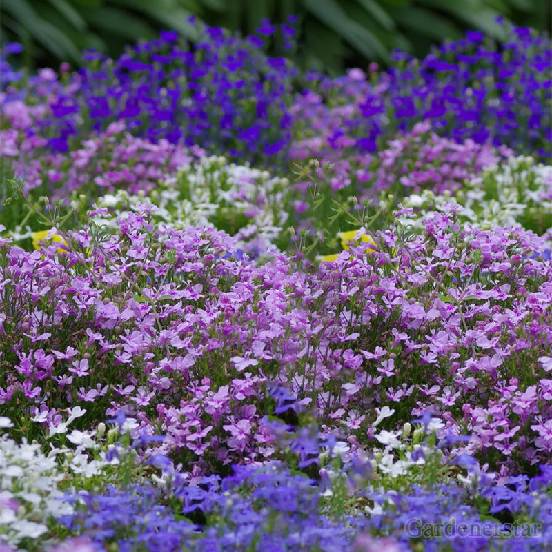 🌈Planta Tapizante Óptima✨Semillas de Lobelia Erinus Rastrera