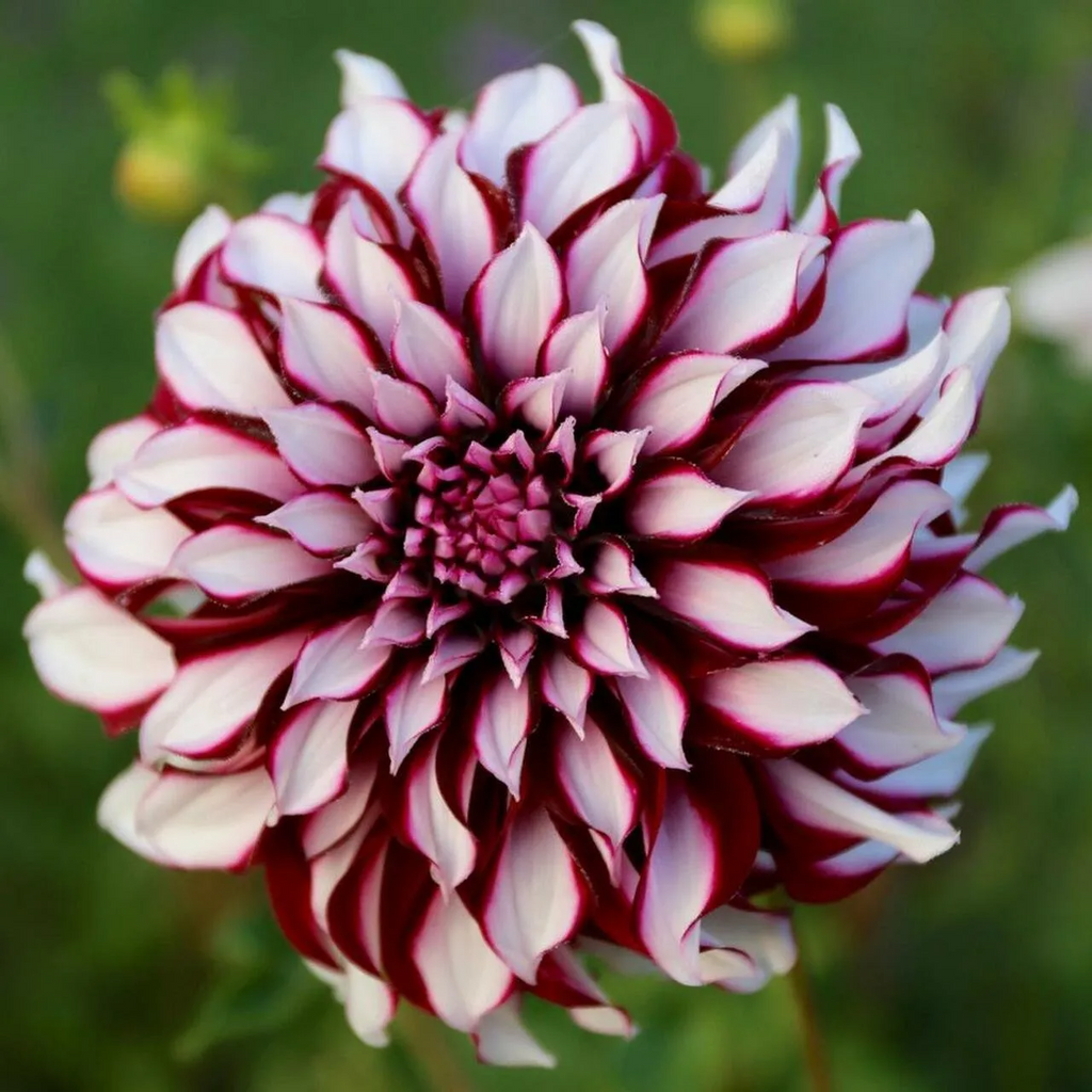 Dalia con flores 'Tartan Dinnerplate'