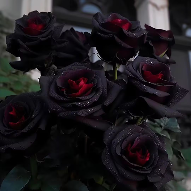SEMILLAS DE ROSA NEGRA ROJA EXÓTICA