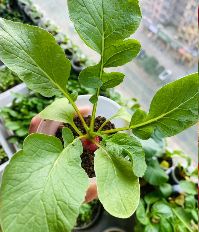 Semillas de rábano de cereza