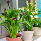 Calla Lily Seeds - Mixed - Beautiful Flowers Planting