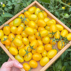 Semillas de tomate cherry amarillo Patio Choice