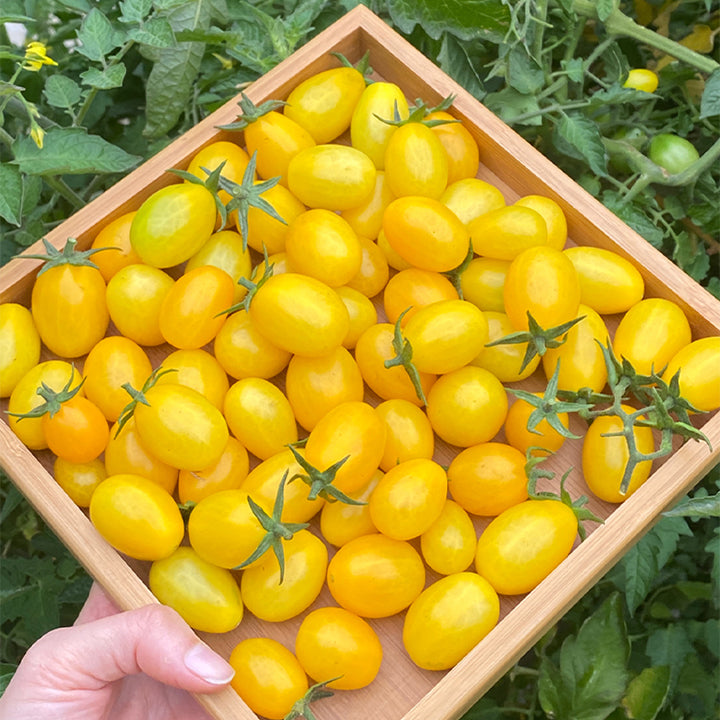 Semillas de tomate cherry amarillo Patio Choice
