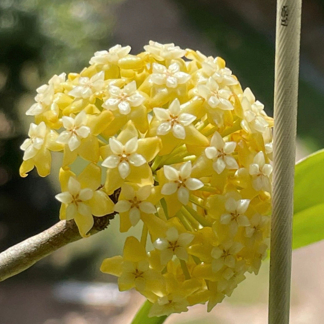 Semillas de flores de Hoya Carnosa - Hortensia grande agrupada con muchas florecillas en forma de estrella