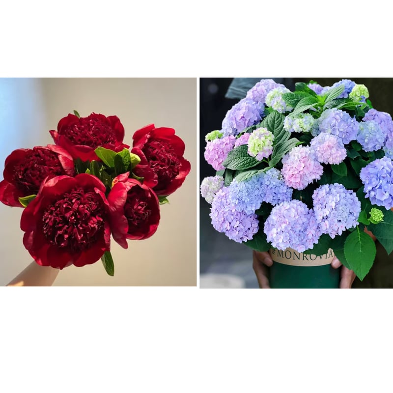 🔥ÚLTIMO DÍA 45% DE DESCUENTO🌺LA REINA DE LAS FLORES—PEONÍAS DE PÉTALOS DOBLES