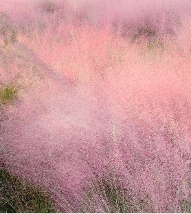 Semillas de pasto muhly rosa