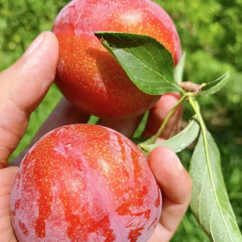 Semillas de ciruela Dahongpao