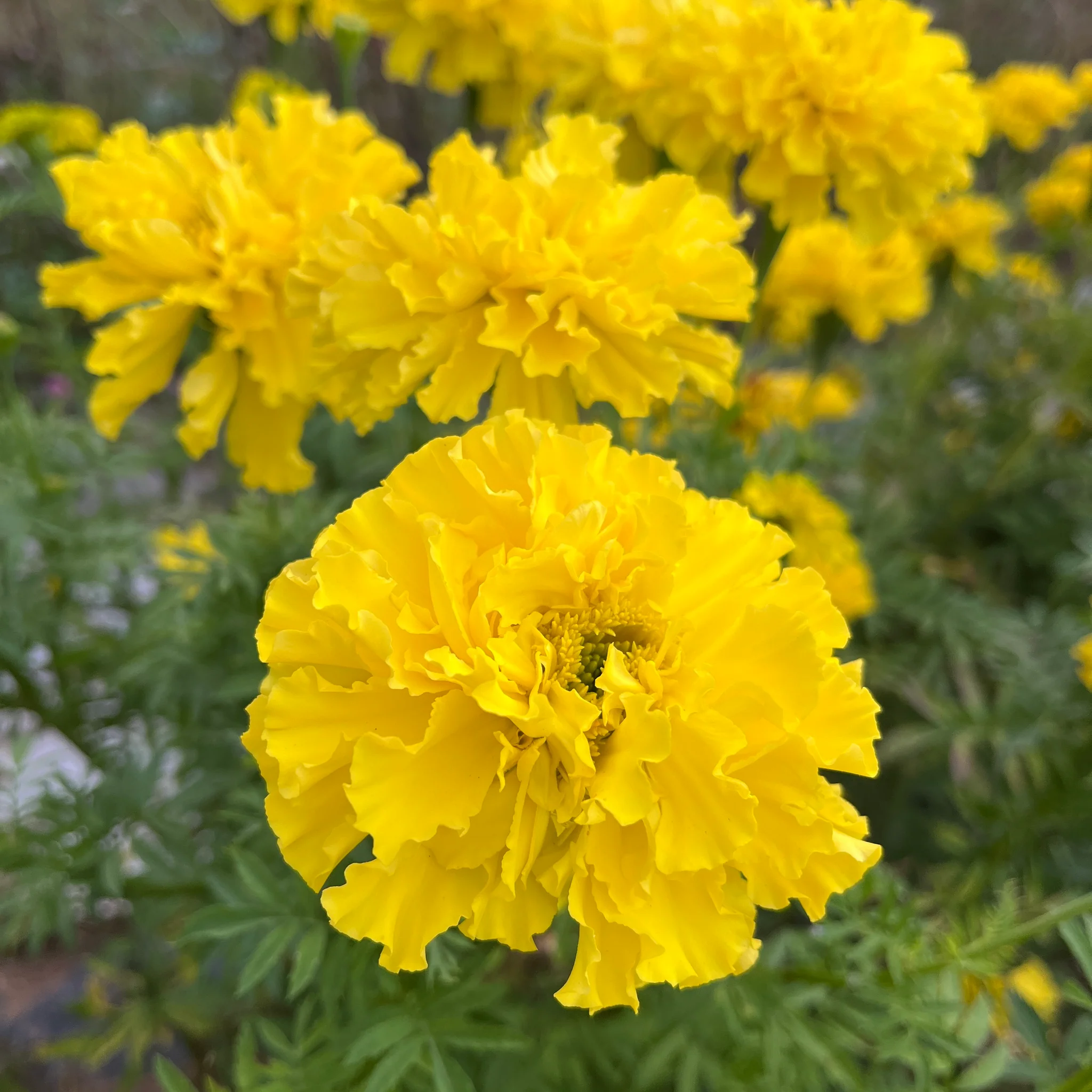 🌸Colorful Marigold Seeds