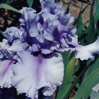 Multi Iris Seeds: Vibrant, Resilient, and Spectacular Blooms