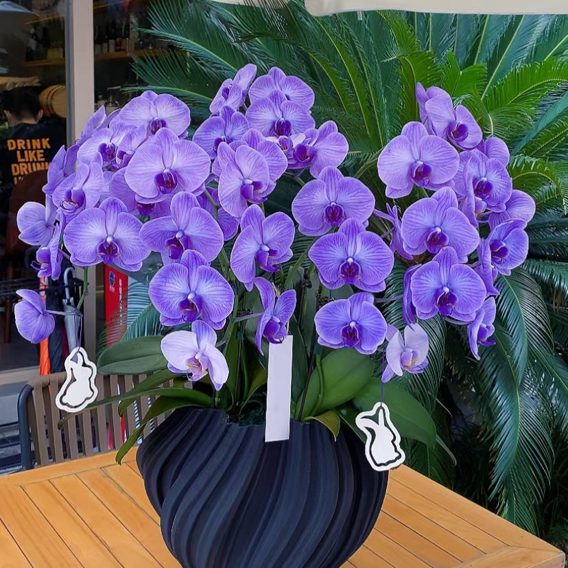 Semillas de Phalaenopsis-Reina de las Orquídeas