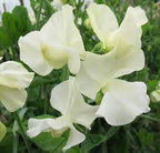 SEMILLA DE GUISANTE DE OLOR BODA REAL